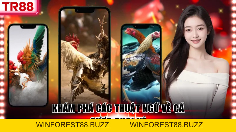 Tổng Hợp Thuật Ngữ Đá Gà Thường Gặp Trong Mọi Trận Đấu