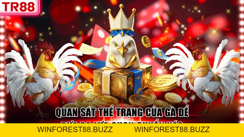 Đá Gà Cựa Dao Cung Cấp Những Màn Tranh Tài Đầy Kịch Tính