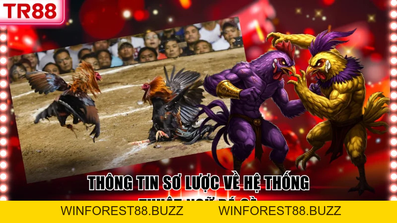 Tổng Hợp Thuật Ngữ Đá Gà Thường Gặp Trong Mọi Trận Đấu
