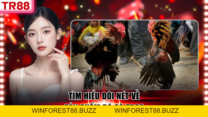 Sân Chơi Đá Gà TR88 Hàng Đầu, Đa Dạng Hình Thức Thi Đấu